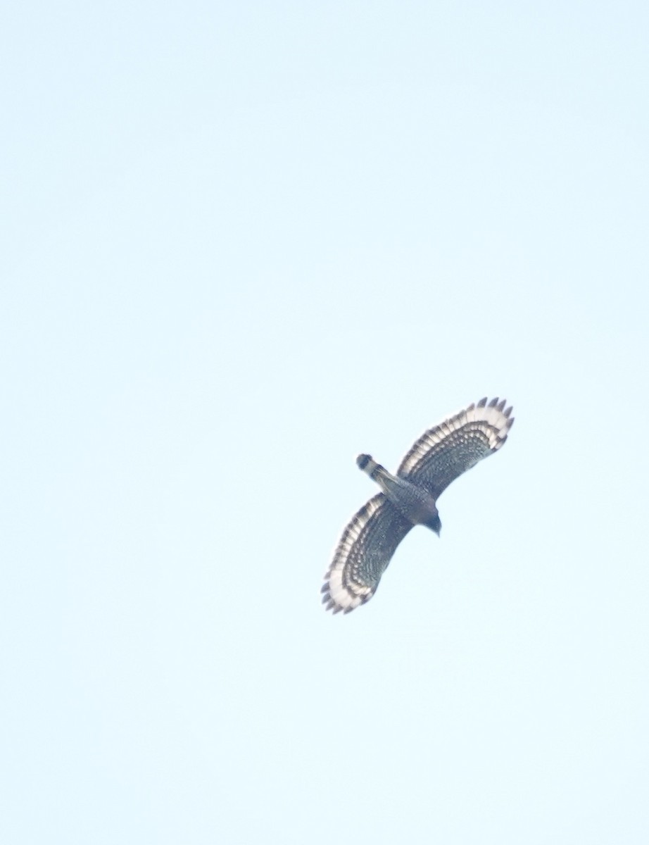 Sulawesi Serpent-Eagle - Mark Shorten