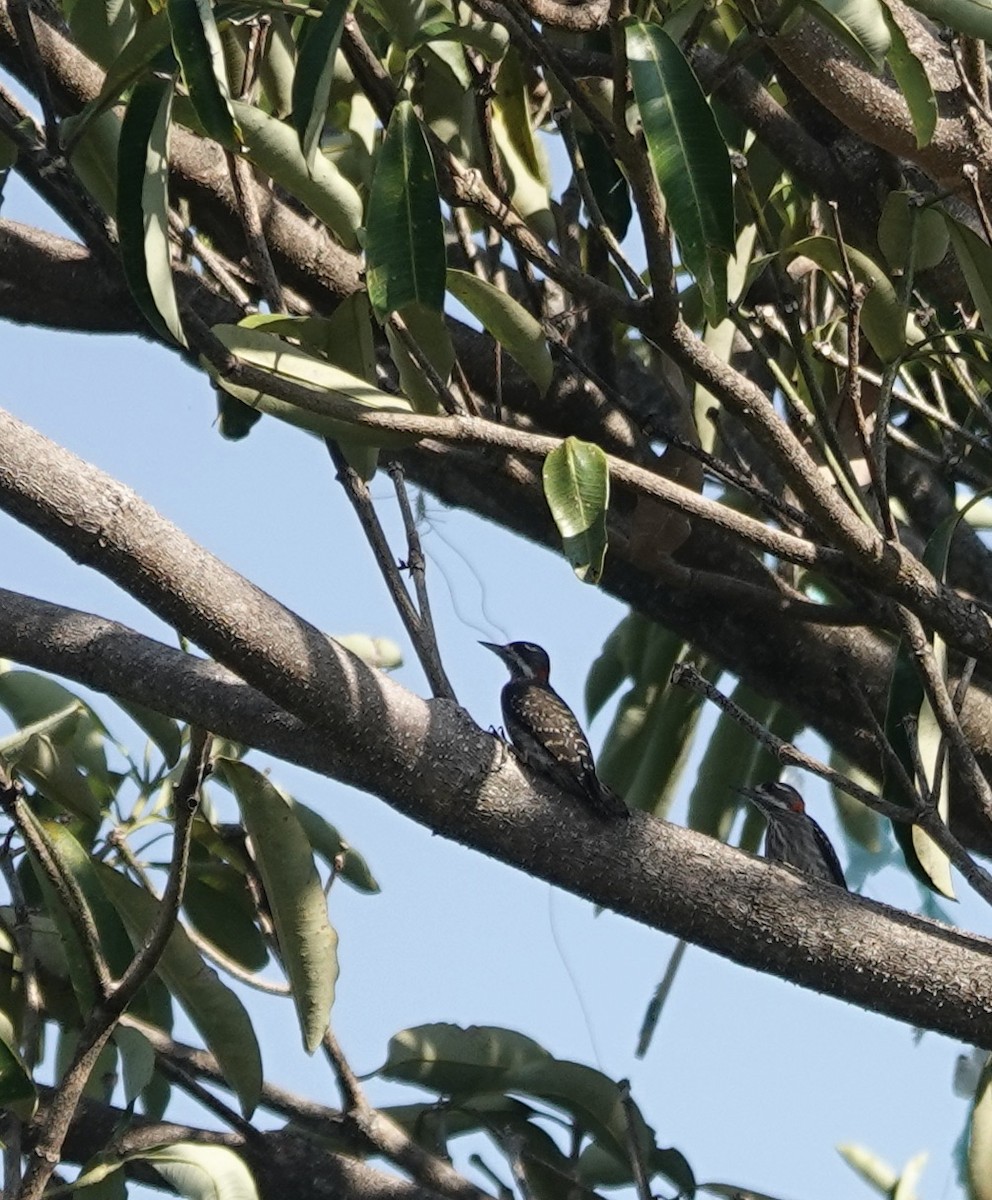 Sulawesi Pygmy Woodpecker - ML611357757