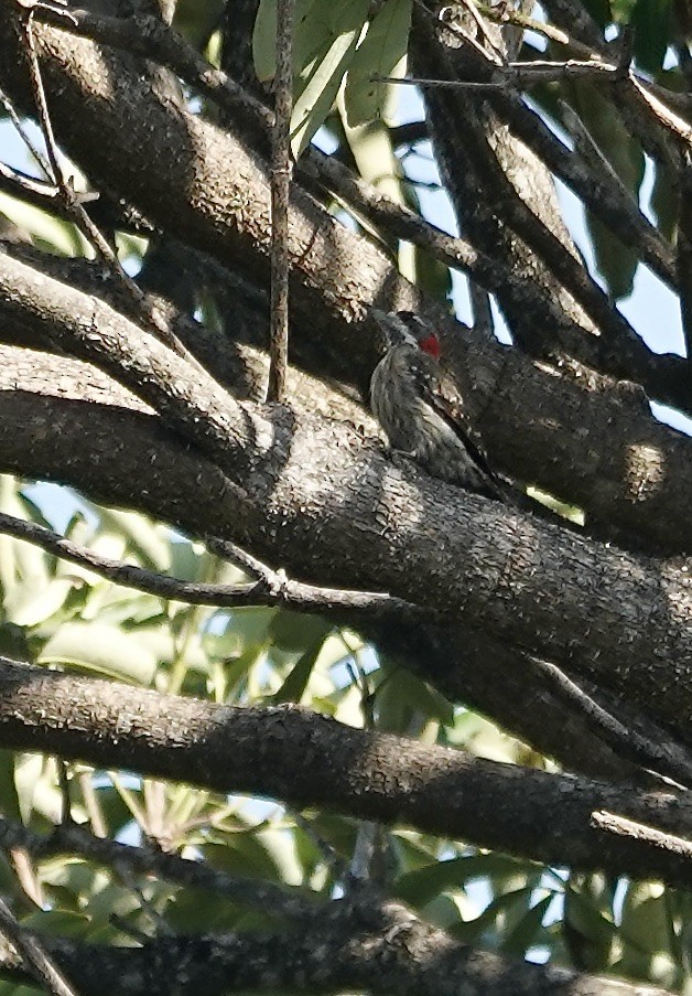 Sulawesi Pygmy Woodpecker - ML611357759