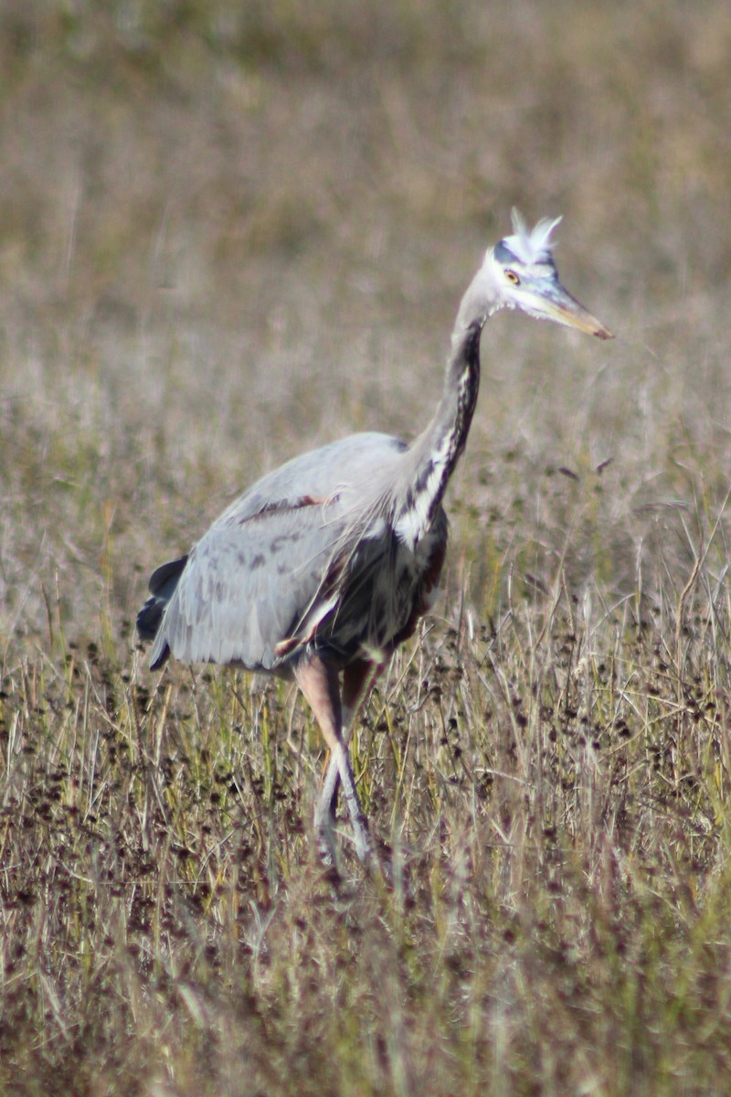 Great Blue Heron - Suzanne Picard