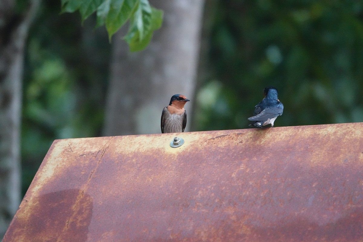 Pacific Swallow - ML611358040