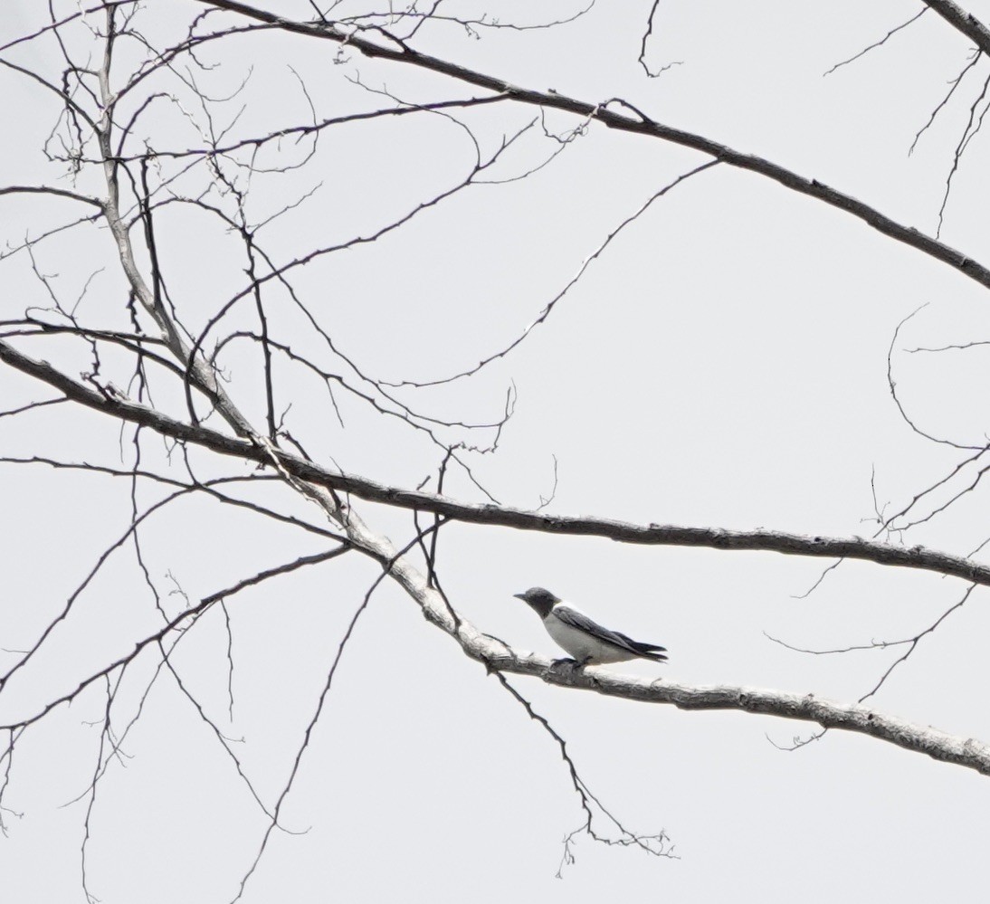 Ivory-backed Woodswallow - ML611358119