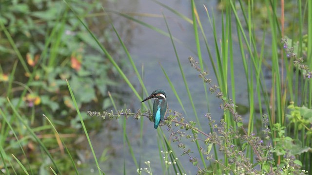 Common Kingfisher - ML611358561