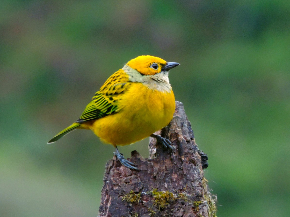 Silver-throated Tanager - ML611358603