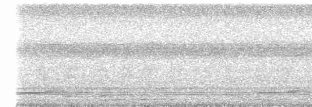 Bändernachtschwalbe (nattereri) - ML611358637
