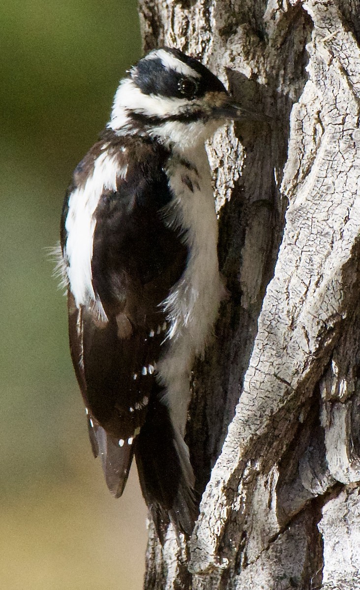 Hairy Woodpecker - ML611359241