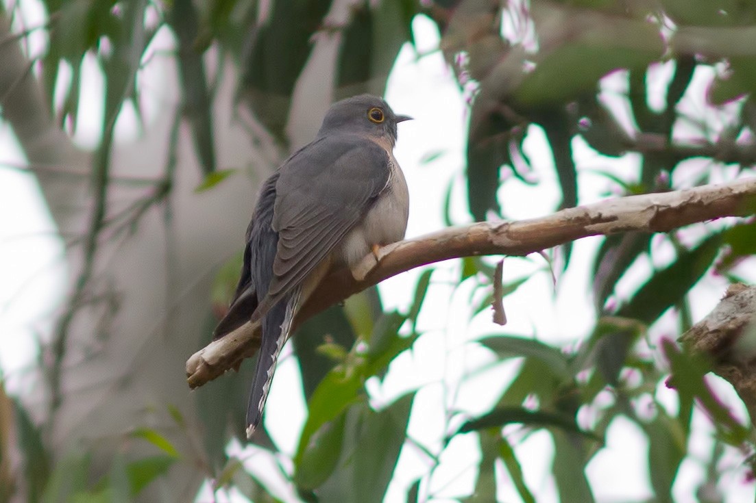 Fan-tailed Cuckoo - ML611359370