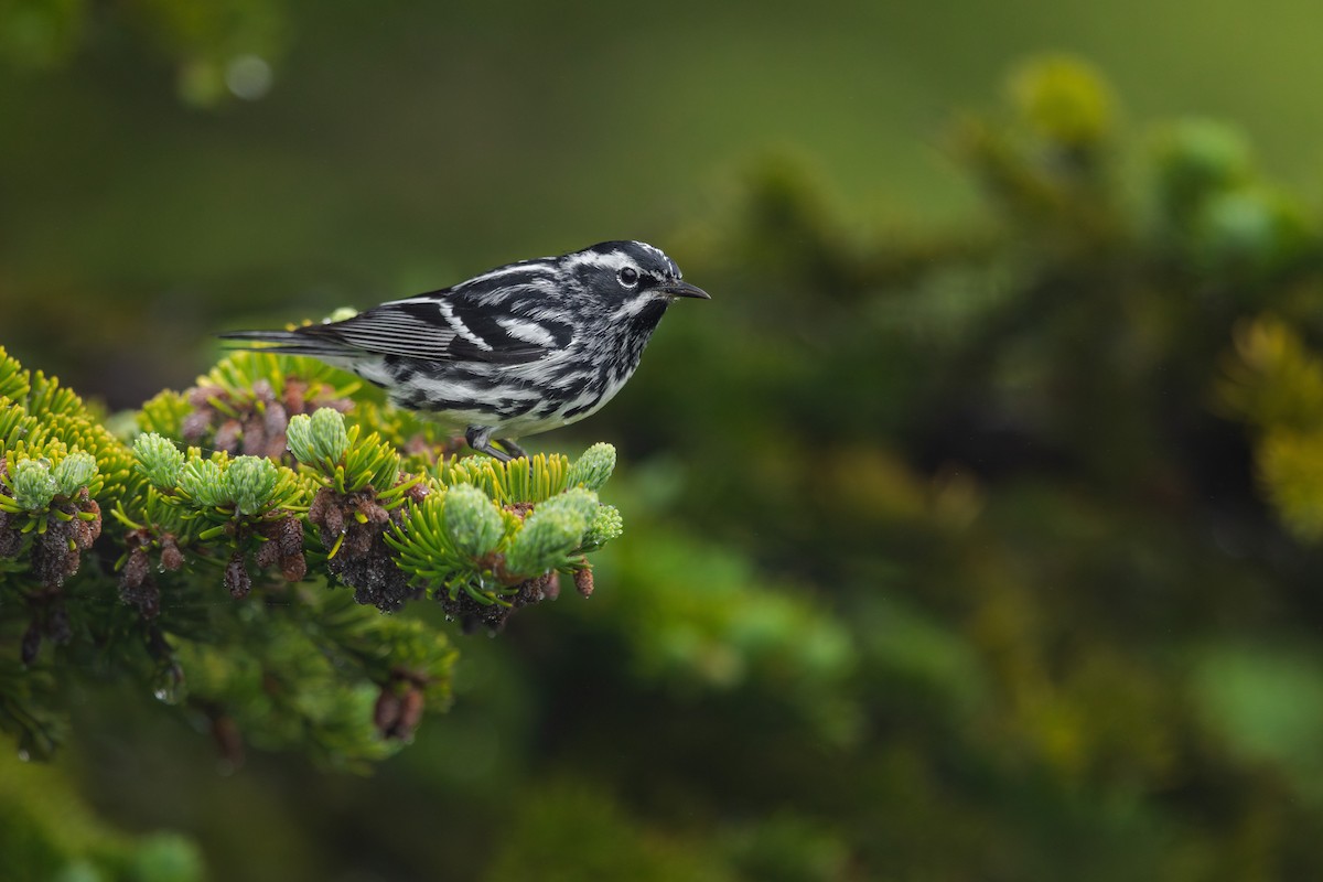 Black-and-white Warbler - ML611359371