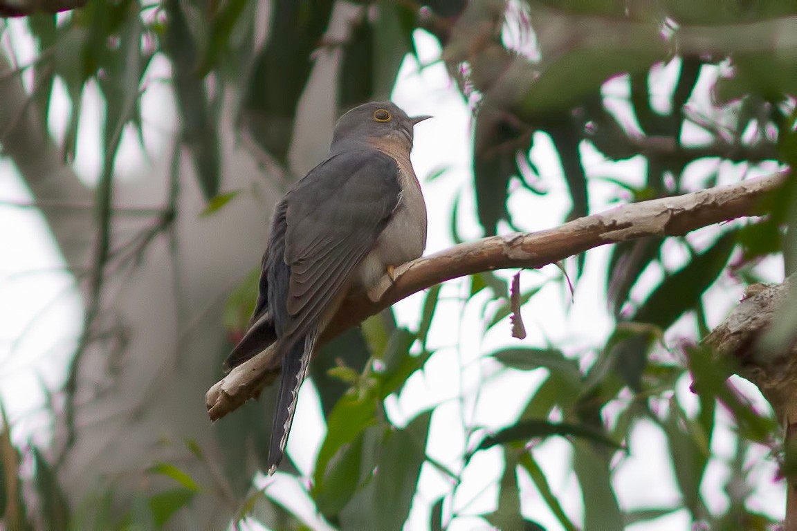 Fan-tailed Cuckoo - ML611359372