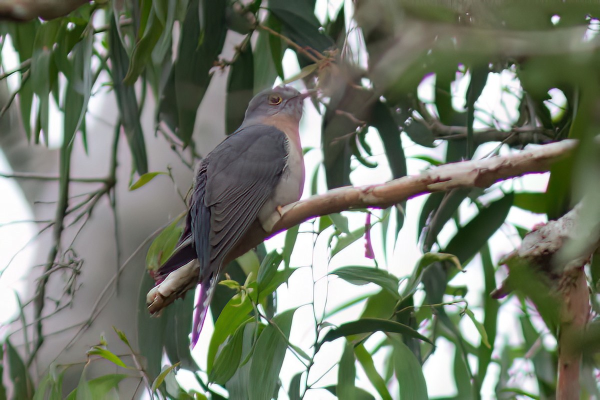 Fan-tailed Cuckoo - ML611359374