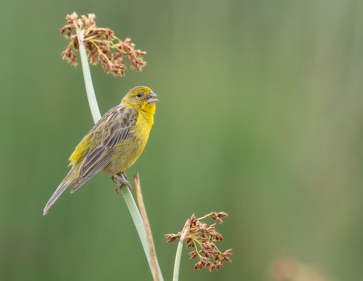 Grassland Yellow-Finch - ML611359907