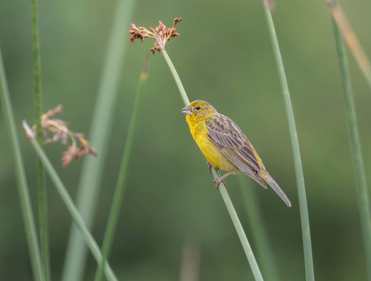 Grassland Yellow-Finch - ML611359910