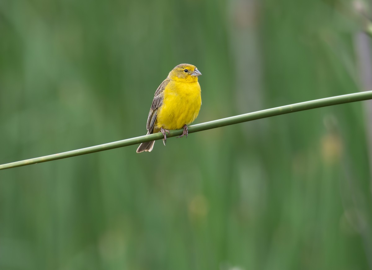 Grassland Yellow-Finch - ML611359916