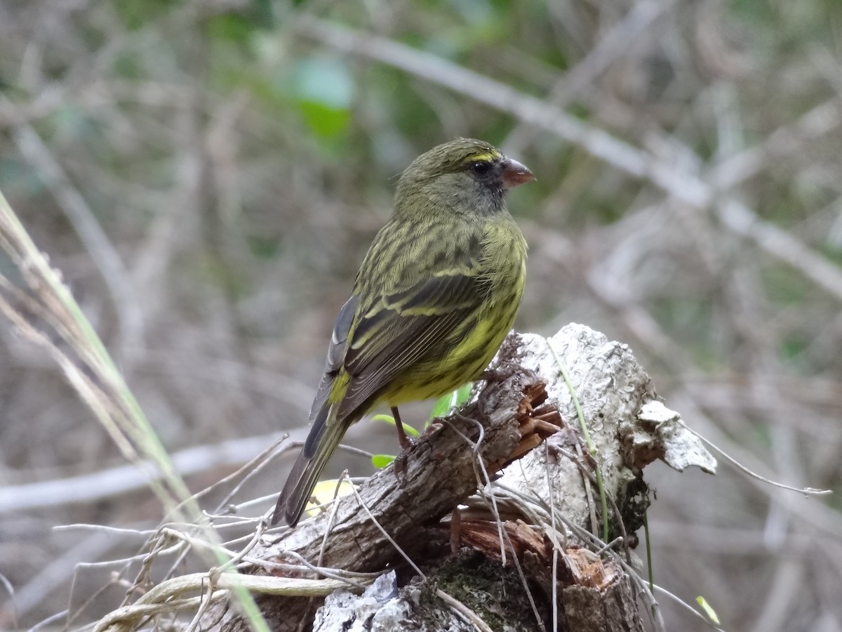 Forest Canary - ML611359935