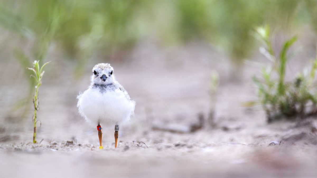 Piping Plover - ML611360197