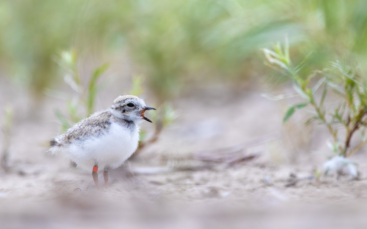 Piping Plover - ML611360255