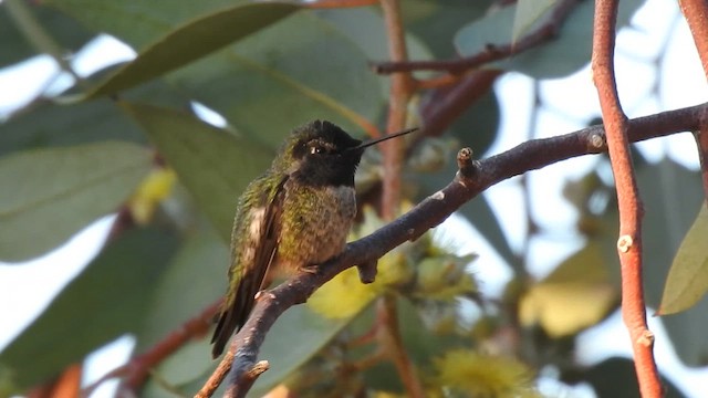 Anna's Hummingbird - ML611360390