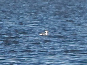 Long-tailed Duck - ML611360990