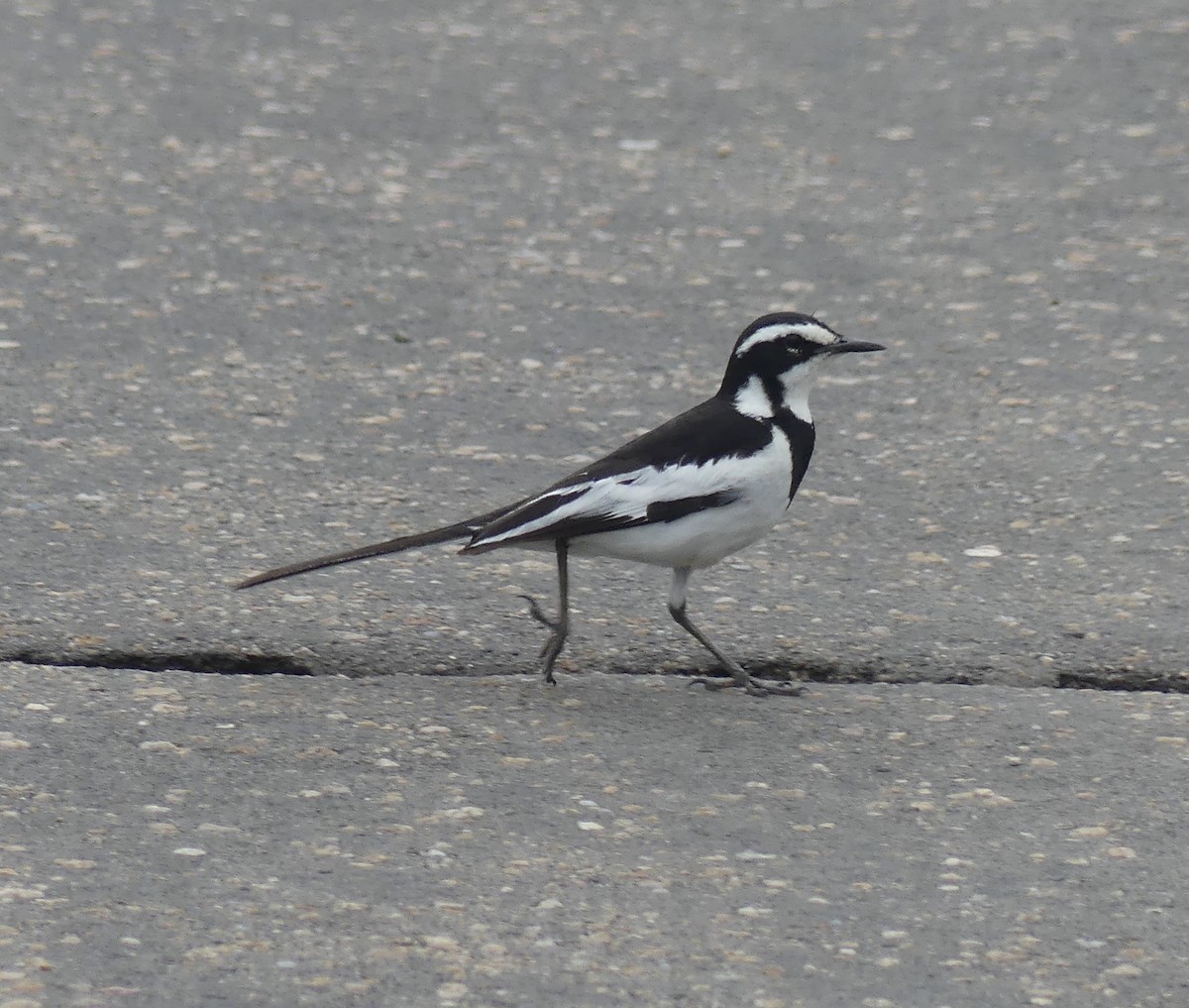 African Pied Wagtail - ML611361170