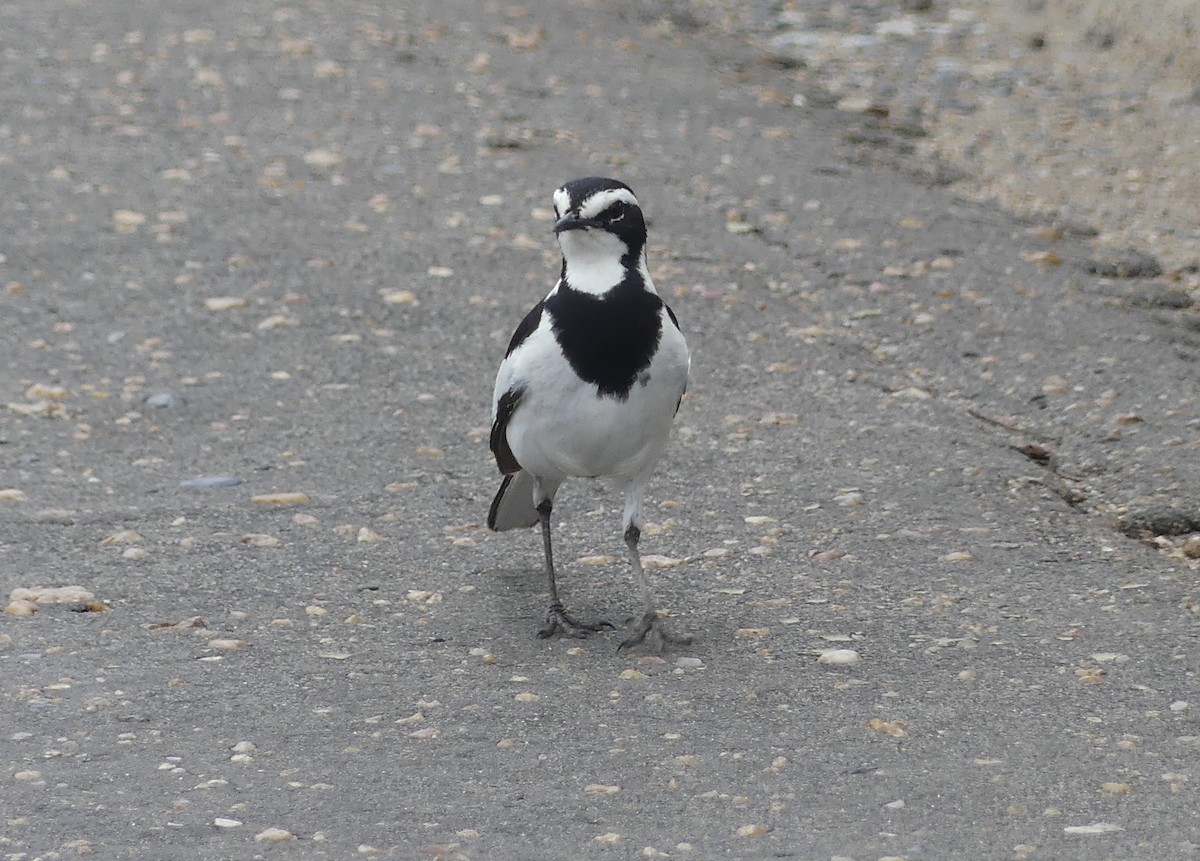 African Pied Wagtail - ML611361171