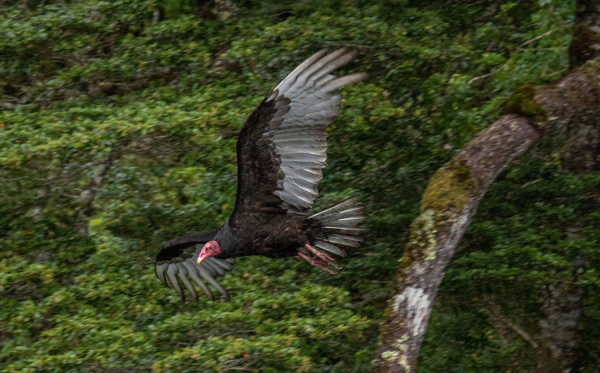 Turkey Vulture - ML611361181