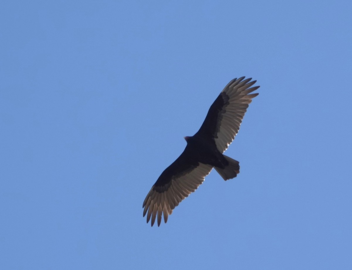 Turkey Vulture - ML611361238