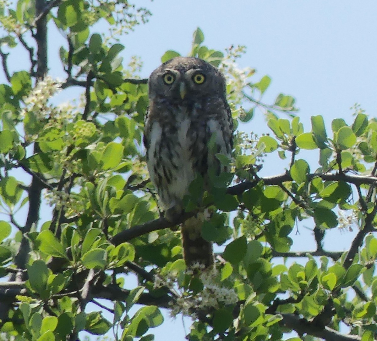 Pearl-spotted Owlet - ML611361350
