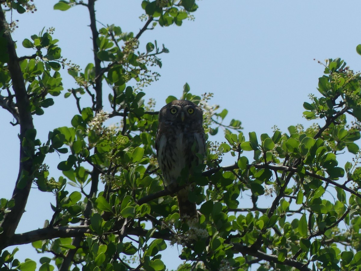 Pearl-spotted Owlet - ML611361351