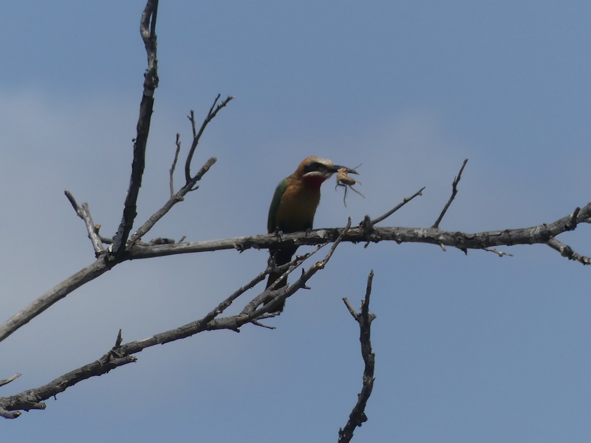 White-fronted Bee-eater - ML611361364