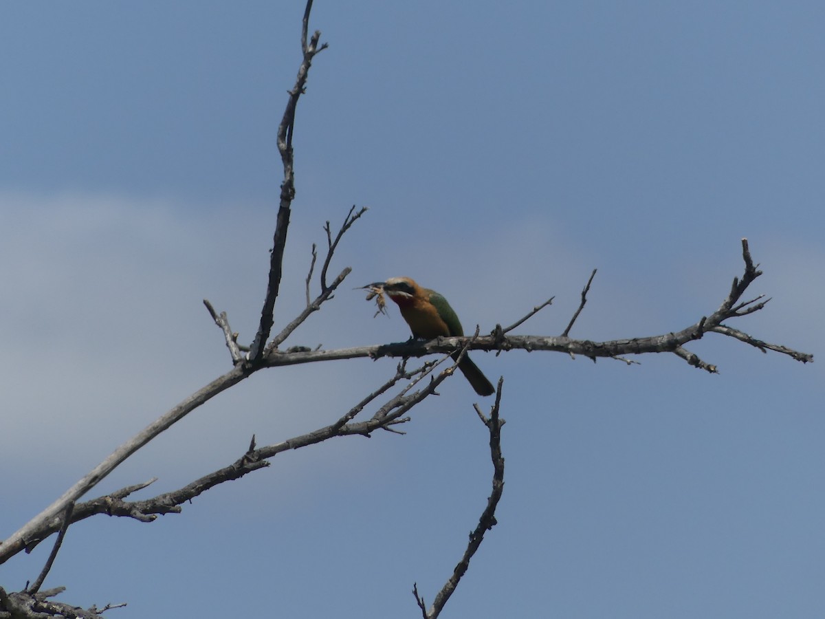 White-fronted Bee-eater - ML611361365