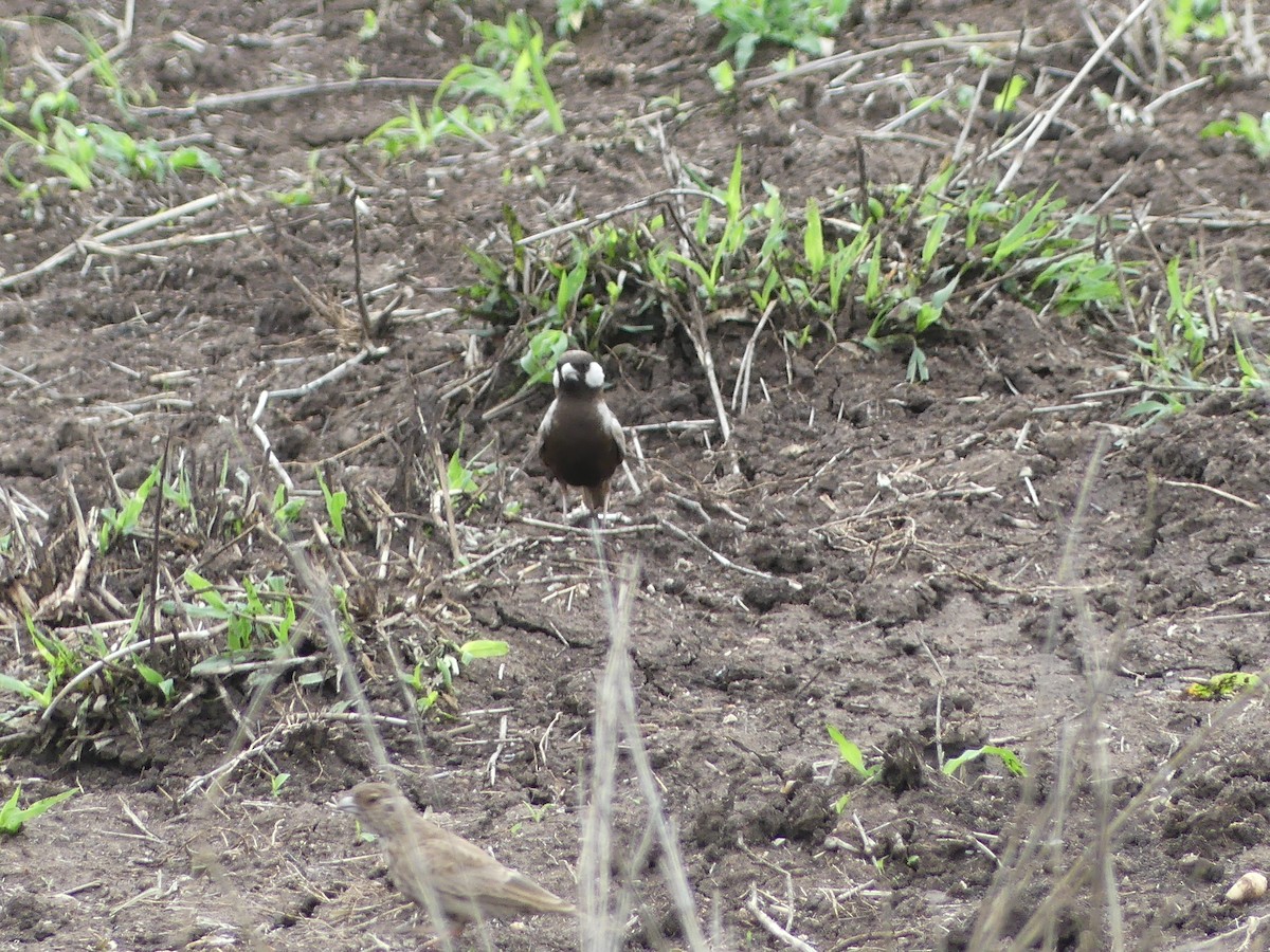 Gray-backed Sparrow-Lark - ML611361499