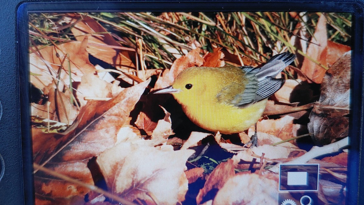 eBird Checklist 20 Nov 2023 Mono Lake County Park 11 species