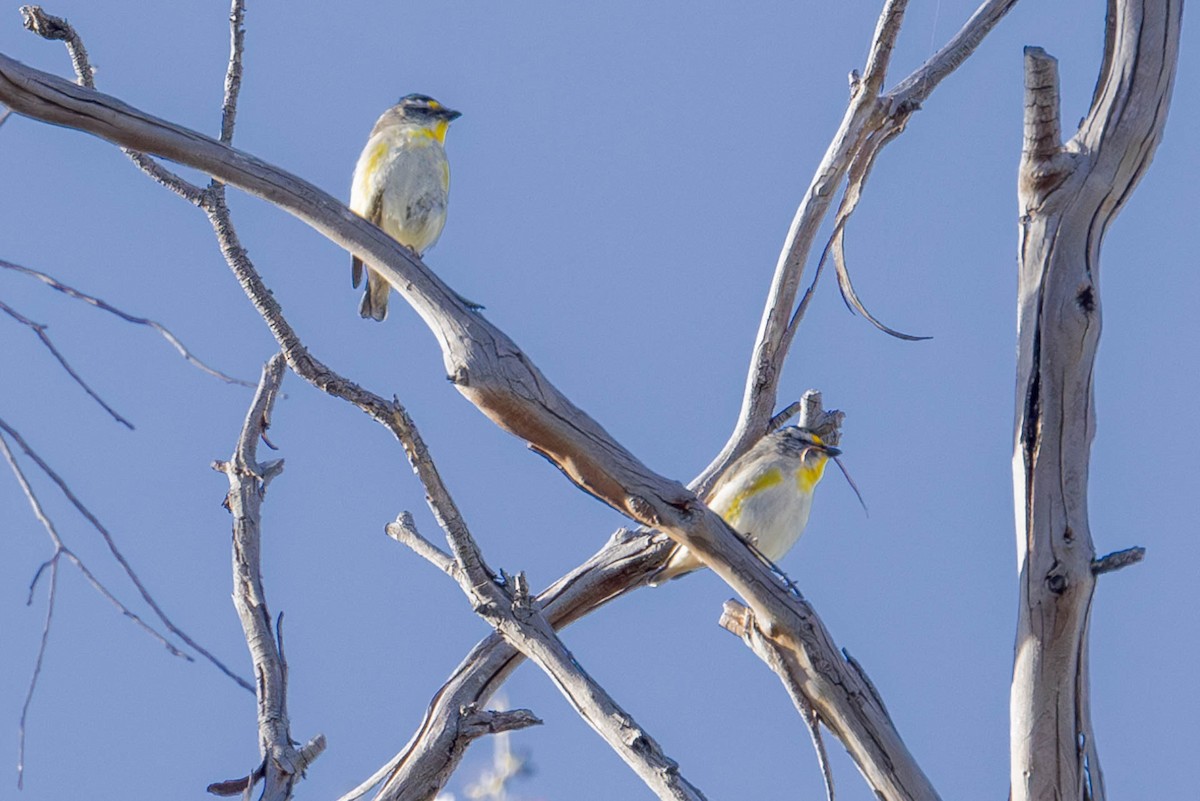 Striated Pardalote (Yellow-tipped) - ML611361940