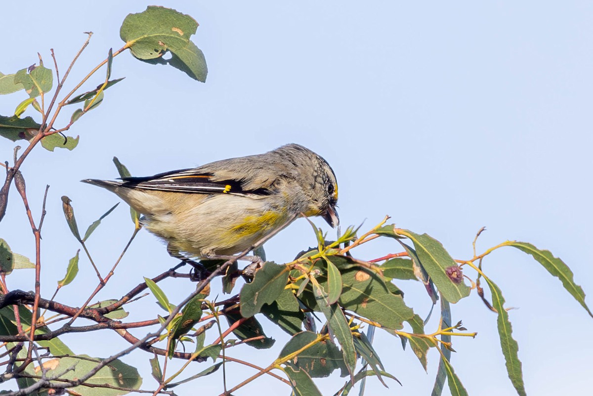 Striated Pardalote (Yellow-tipped) - ML611361941