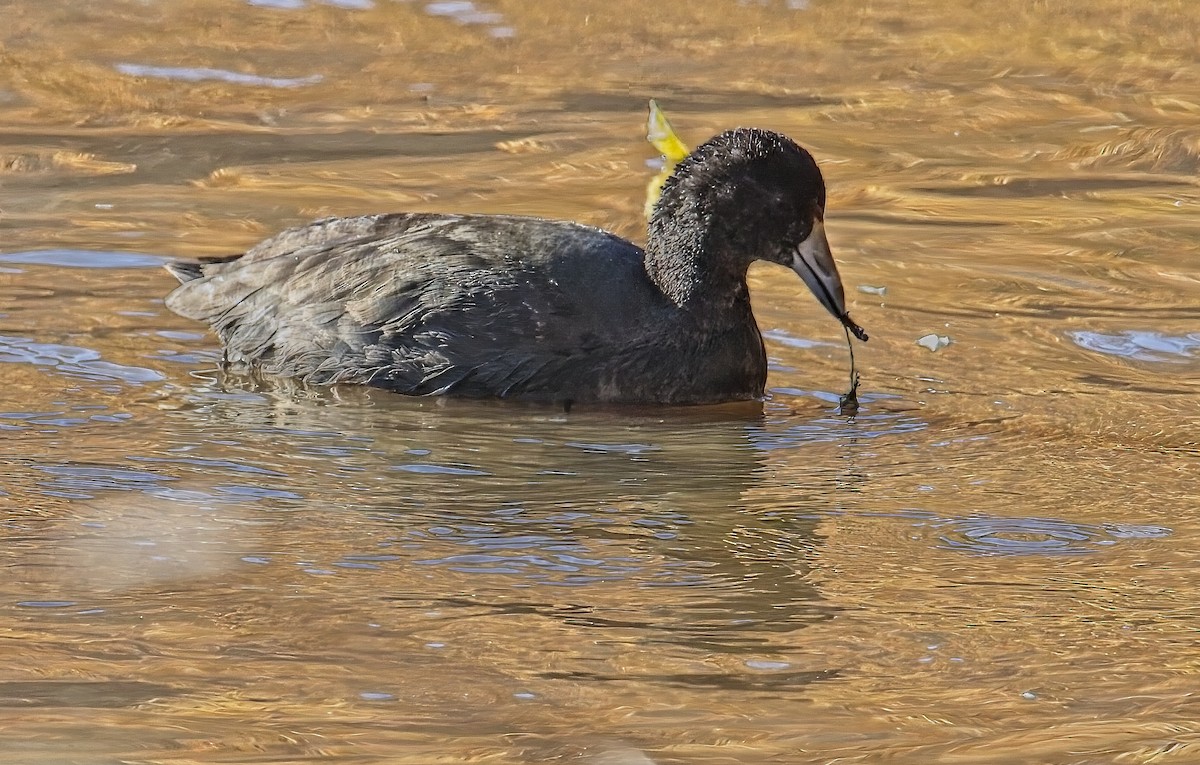 American Coot - ML611362078