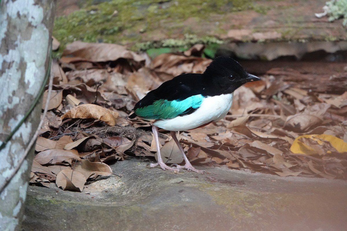 Ivory-breasted Pitta - ML611362109