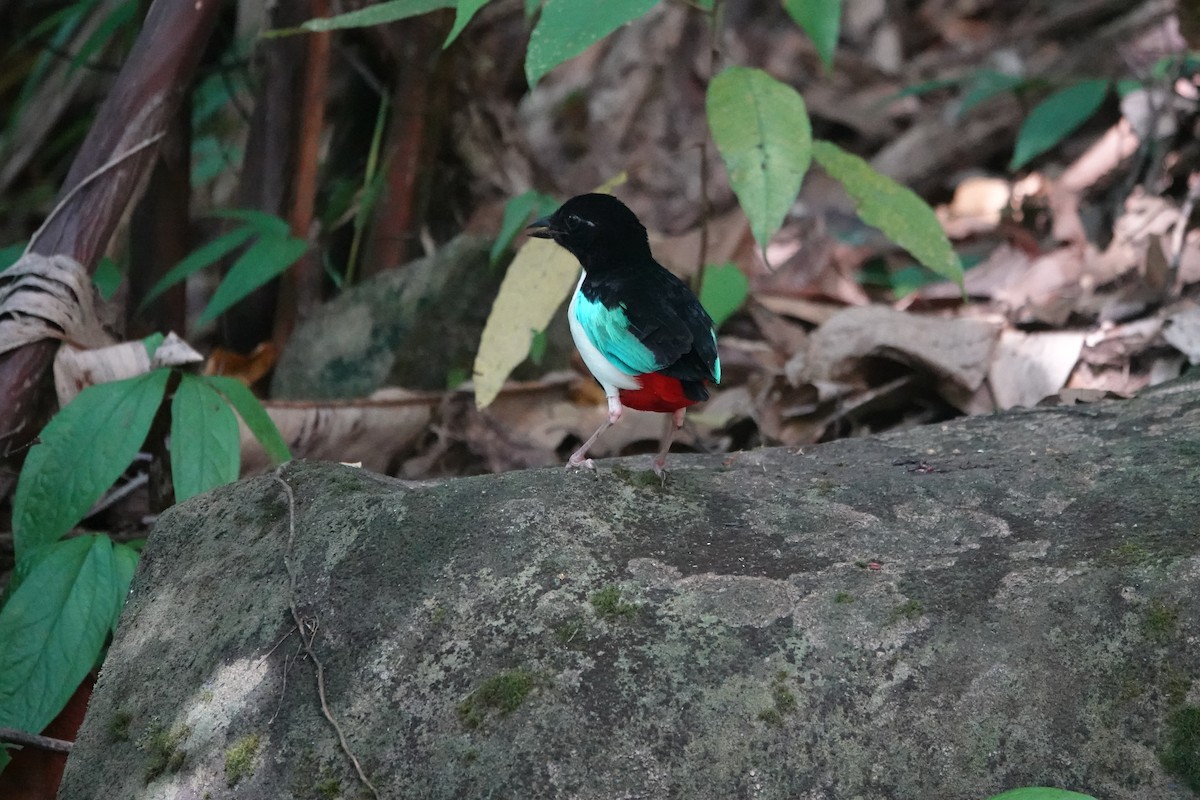 Ivory-breasted Pitta - ML611362117