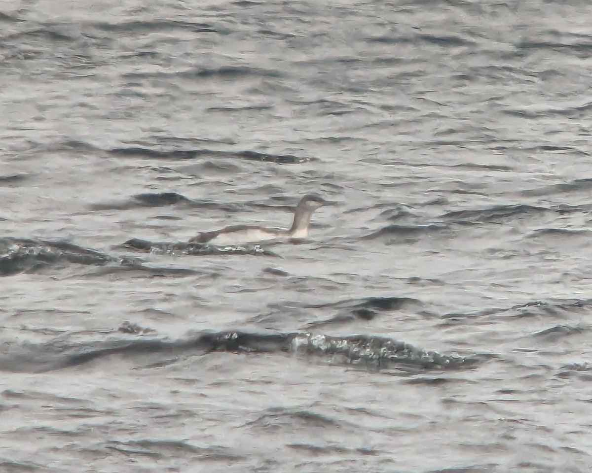 Red-throated Loon - ML611362122