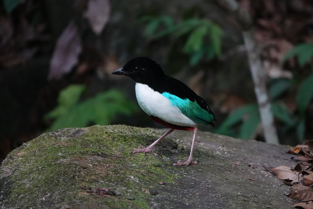 Ivory-breasted Pitta - ML611362128