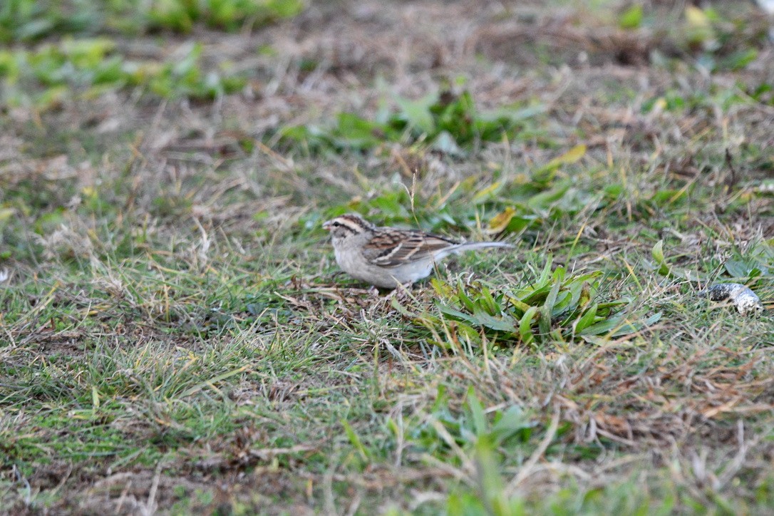 Chipping Sparrow - ML611362157