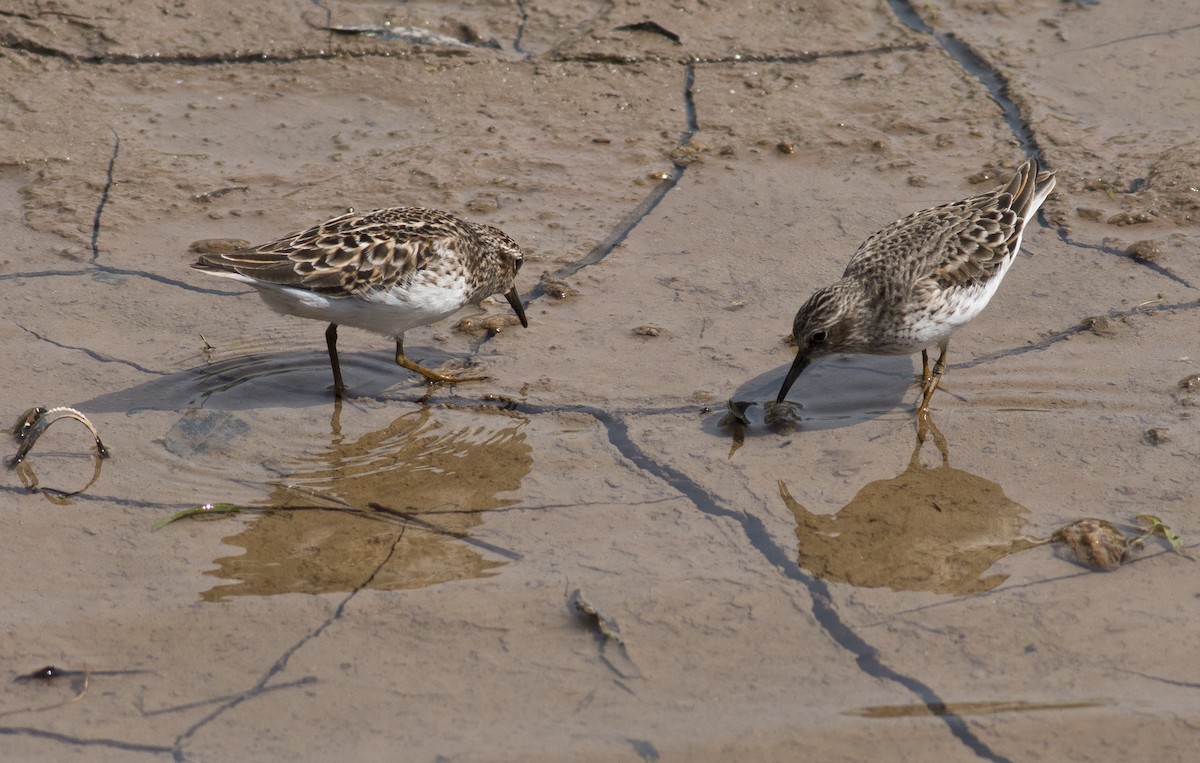 Least Sandpiper - ML611362279