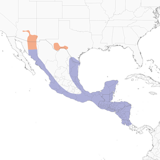 Distribution of the Gray Hawk - Range Map