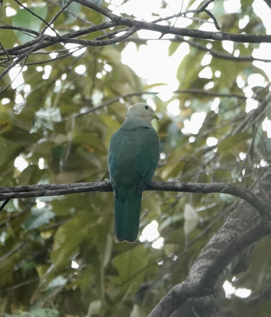 Scarlet-breasted Fruit-Dove - ML611362627
