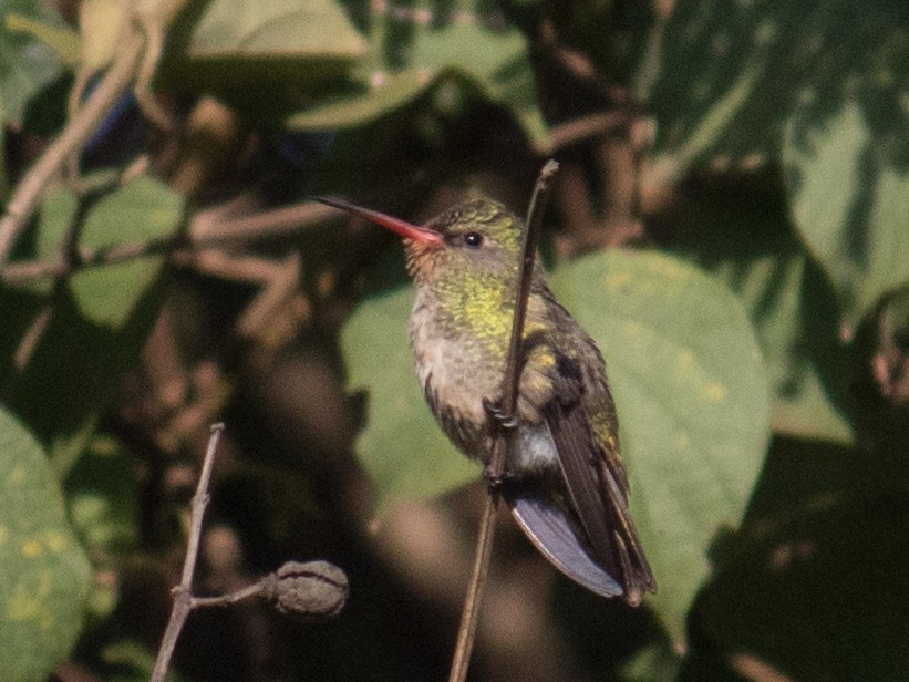 Gilded Hummingbird - ML611362658