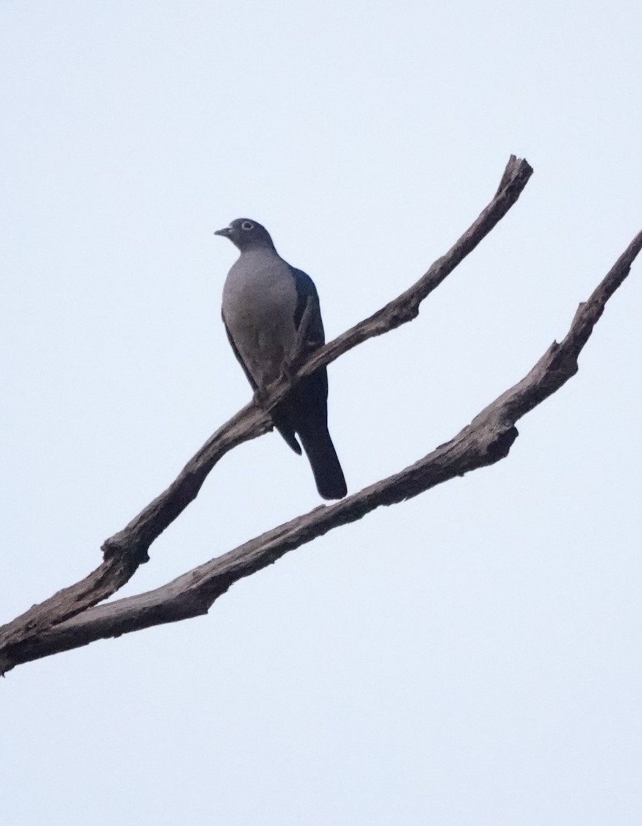 Spectacled Imperial-Pigeon - ML611362788