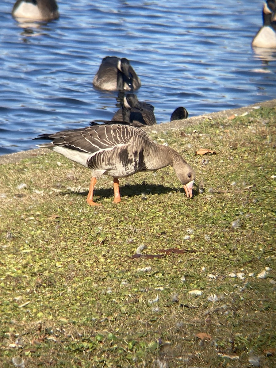 Greater White-fronted Goose - ML611362806