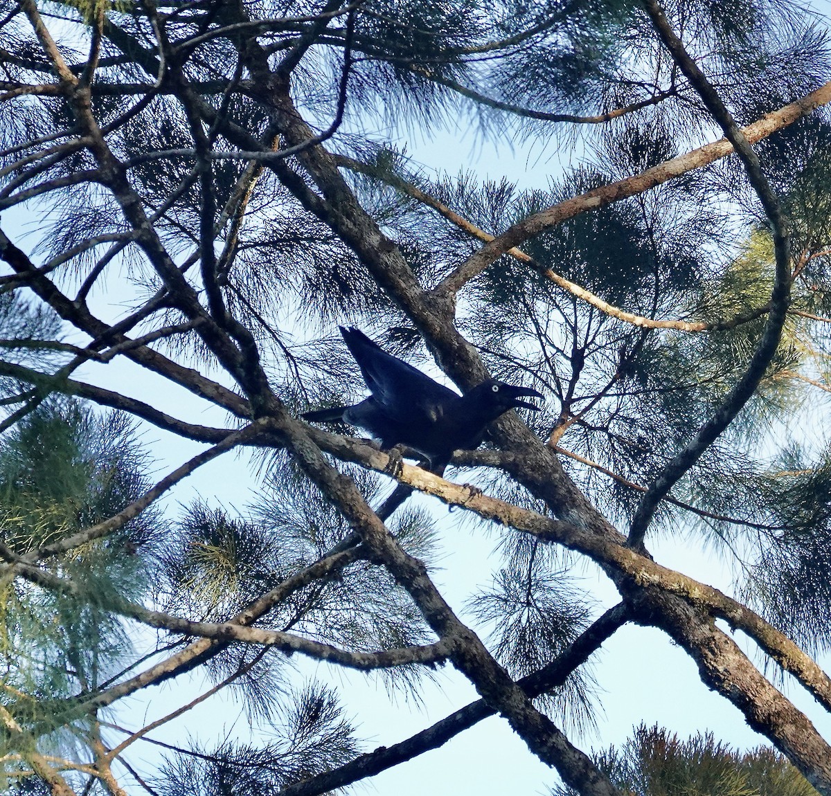 Long-billed Crow - Mark Shorten