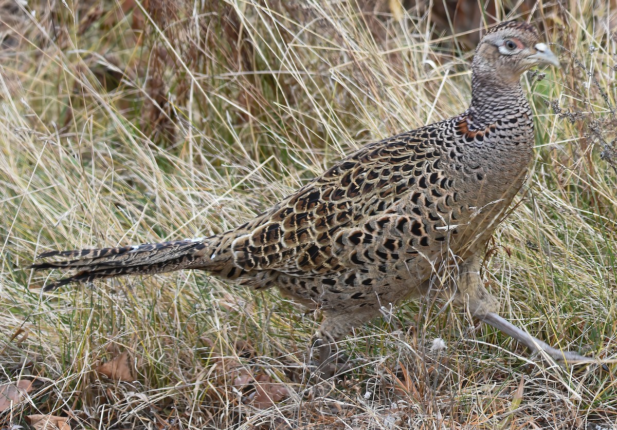 Ring-necked Pheasant - ML611362978