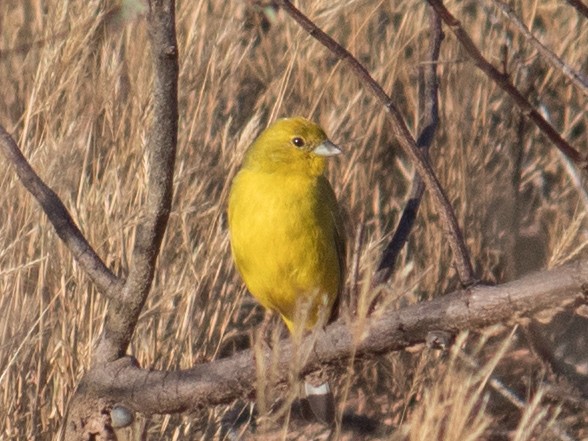 Stripe-tailed Yellow-Finch - ML611363077