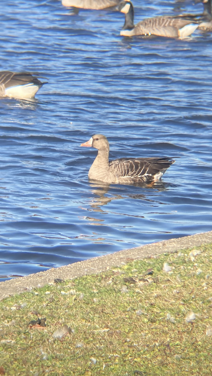 Greater White-fronted Goose - ML611363152
